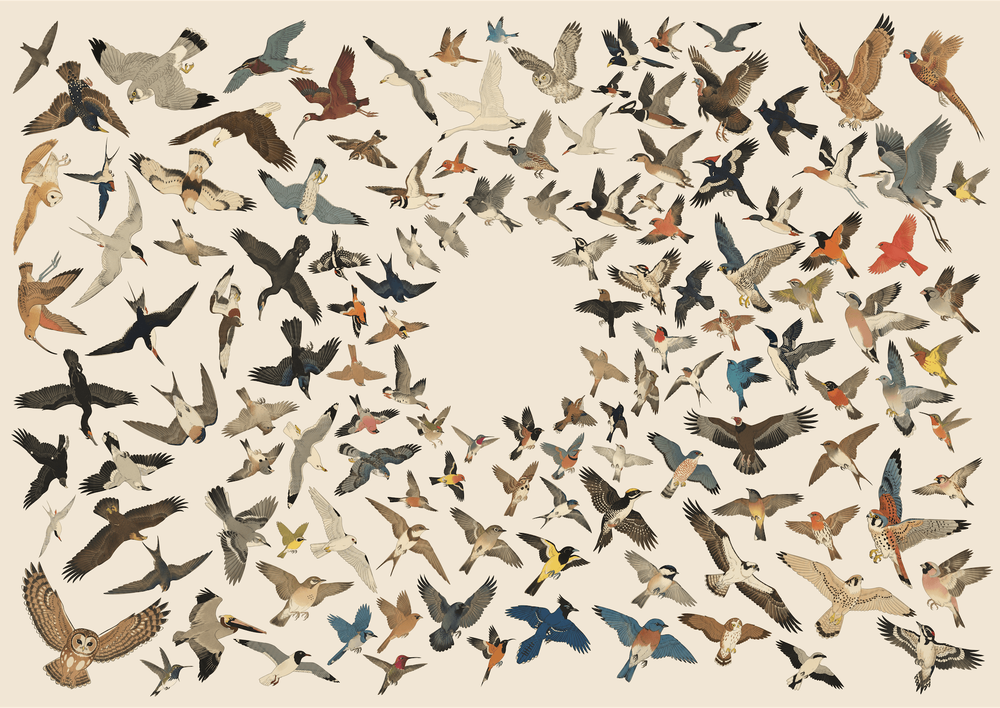 apartment birds
